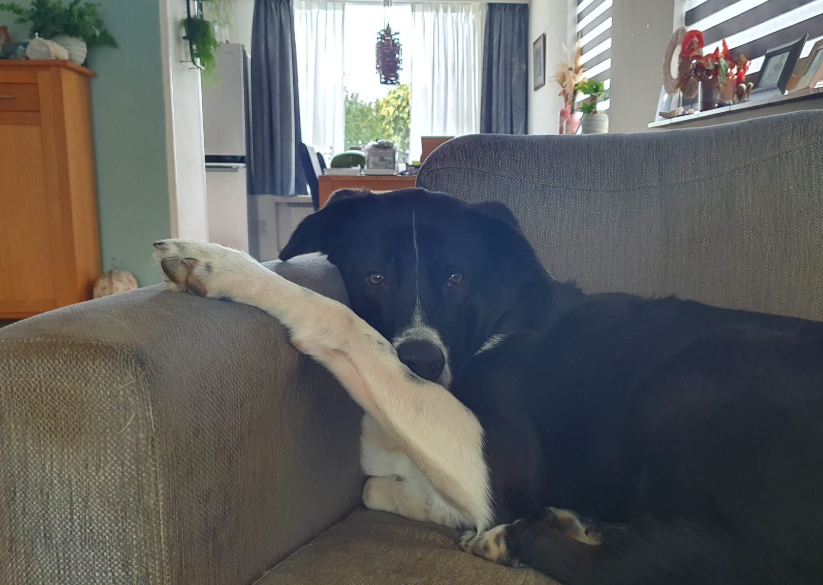 Hond in stoel in woonkamer